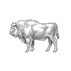Buffalo. Hand drawn engraving style illustrations. Etched vector illustration.	