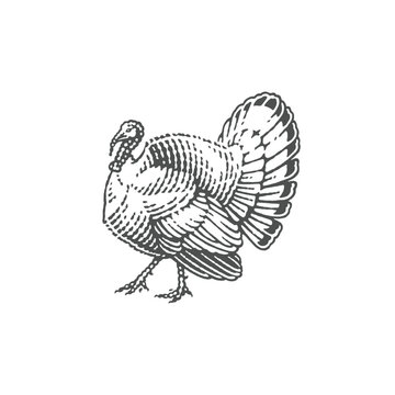 Turkey, farm domestic bird. Hand drawn engraving style vector illustration.	