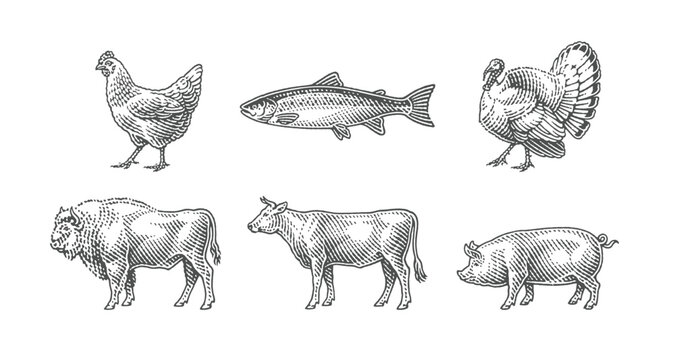 Buffalo, wild salmon, fish, turkey, chicken, pig, bull, cow. Farm domestic animals. Hand drawn engraving style illustrations. Etched vector illustration.
