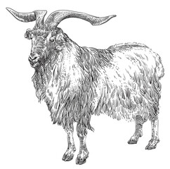 engraving hand drawn goat vector illustration