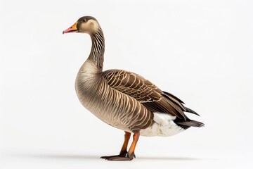 Obraz premium A duck on a solid color background