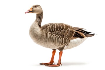 Obraz premium A duck on a solid color background