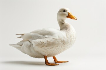 Obraz premium A duck on a solid color background