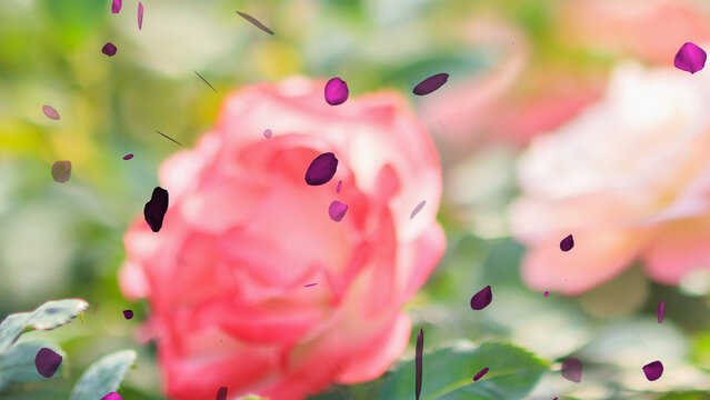 Rose Petals Falling 3 Styles Motion Overlay 4k 1:1 16:9 9:16