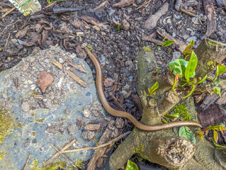 Blindschleiche im Garten. Die Blindschleiche ist eine Eidechse und keine Schlange,  sie liebt die Trockenmauer oder eine Spalte im Schiefer oder im Fels.