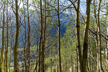 Tree trunks with scenic view of mountain village Airolo with Leventina Valley in the Swiss Alps on a sunny late summer day. Photo taken September 10th, 2023, Gotthard, Switzerland.