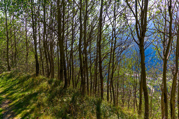 Tree trunks with scenic view of mountain village Airolo with Leventina Valley in the Swiss Alps on a sunny late summer day. Photo taken September 10th, 2023, Gotthard, Switzerland.