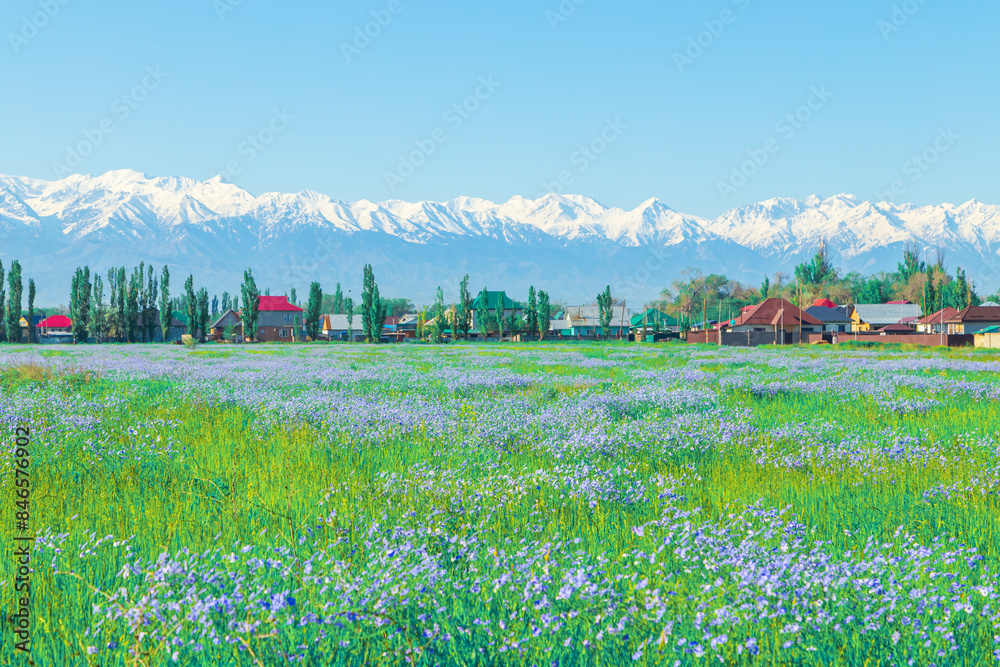 Wall mural field of blue flowers of steppe flax on a clear sunny day. in the background are snow-capped mountai