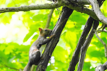 木の上に止まるエゾリス