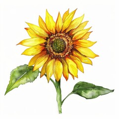 Obraz premium Delicate watercolor clipart of a vibrant sunflower in full bloom, isolated on a white background