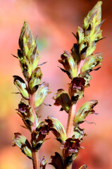 Flowers of the parasitic plant Orobanche gracilis