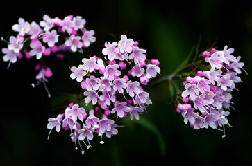Detail of the flowers of the mountain valerian (Valeriana montana. Selective focus