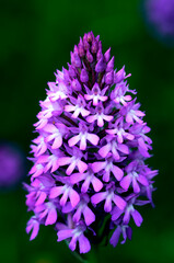 Detail of the inflorescence of the pyramidal orchid (Anacamptis pyramidalis)