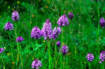 Group of pyramidal orchid (Anacamptis pyramidalis) in a meadow