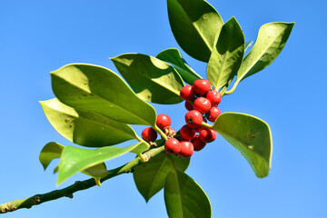 Red fruits and leaves of the holly (Ilex aquifolium) with a blue sky