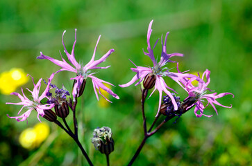 Macrophotography of the flower of Lychnis flos-cuculi