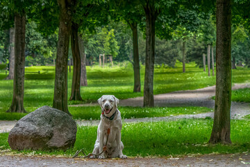Cute young labrador retriever sitting between trees in a park