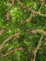 Plane tree / Platan tree / Sycamore tree seen from below against blue skies