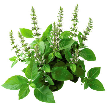 Fresh Basil Plant with Flowers on transparent background