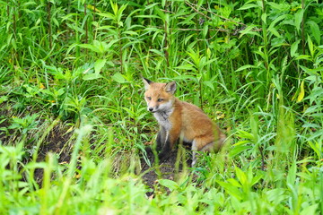 夏の森で出会ったキタキツネ