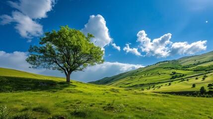 Obraz premium 青空の下、広がる緑の丘と一本の木 