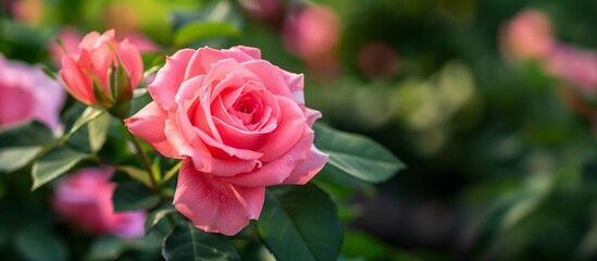 花壇に咲く美しいピンクのバラ
