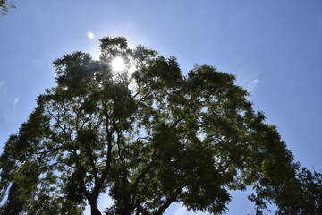The bright morning sun shines through the treetops against the blue sky.