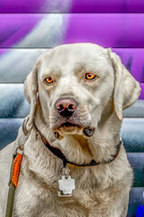 Closeup portrait of a white labrador retriever dog in front of a colorful background