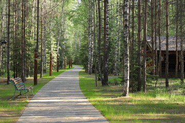 Fototapeta premium A path through a wooded park on a summer morning.