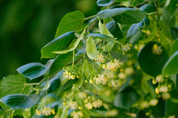 Freshly blossoming linden tree branches with vibrant green leaves and delicate yellow flowers. Tree Branches with Fresh Blossoms.