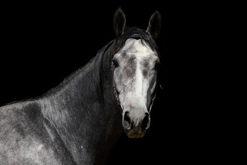 Andalusian horse portrait against dark stable background