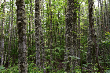 Thick forest with moss growing on the tree barks - lush green foliage