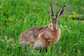 European hare Lepus europaeus, also known as the brown hare © Tatiana