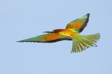 European bee-eater Merops Apiaster in the wild.  A bird flying in the sky close up