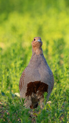 Partridge. Warm colors nature background. Grey Partridge. Perdix perdix. The bird stand on the field