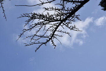 Tree branch without leaves against a background of blue sky with clouds.