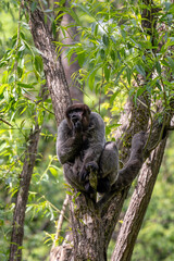 Common Woolly Monkey - Lagothrix lagothricha, unique gray monkey with long tail native in tropical forests of Amazonia, Ecuador.