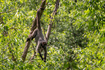 Common Woolly Monkey - Lagothrix lagothricha, unique gray monkey with long tail native in tropical...