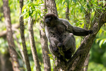 Common Woolly Monkey - Lagothrix lagothricha, unique gray monkey with long tail native in tropical forests of Amazonia, Ecuador.