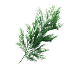 Fresh green herb isolated on white background, perfect for culinary or medicinal use. High-resolution stock photo of herbal plant.