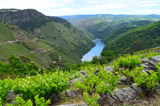 
Steep vineyards of Ribeira Sacra, Rias Baixas, Galicia, Spain - heoric viticulture above the Rio Sil and Mino river