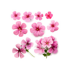 Fototapeta premium Set of flowers geranium isolated on white backgrou
