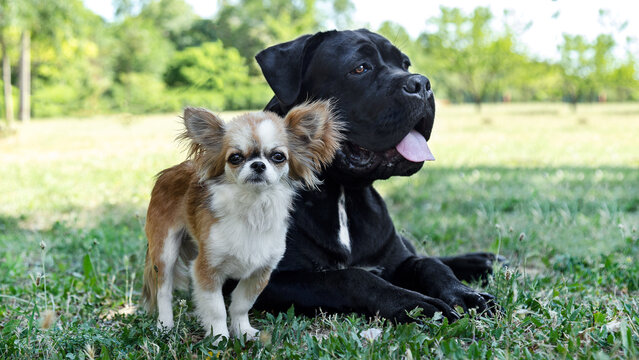 Cane Corso and Papillon in the park on green grass. Cane Corso and Chihuahua are a cute couple. Black Cane Corso and Papillon are best friends and an odd couple. A small and a huge dog are best friend - Powered by Adobe