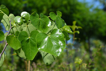 Texas White Redbud leaves