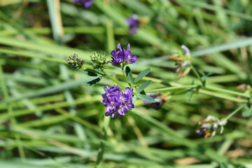 Alfalfa flowers