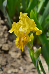 Standard Dwarf Bearded Iris Rabbits Foot flower