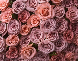 Fototapeta premium Roses background, Valentine's day concept