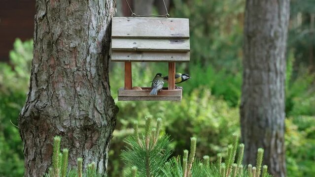 Two Blue Titmouse Eating from Feeder in Serene Pine Forest. Wild Parus major (Great tit) birds with yellow feathers eats seeds from wooden bird feeder