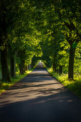 Obraz premium Trees line both sides of the road, providing shade and a green environment