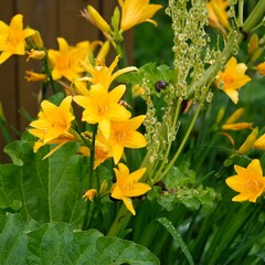  Daylily flowers on the lawn among other plants.                              